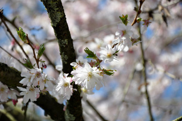 Blüten, blühender Baum, Kirsche, Frühling, Äste, Sonne