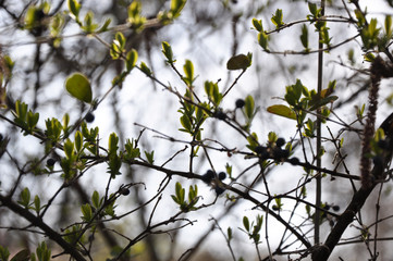 Frühling, grün, Knospen. Natur, Himmel, Sprießen