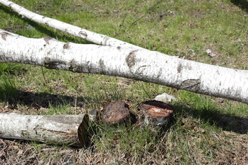 Chopped logs in park.