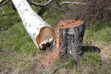 Chopped logs in park.