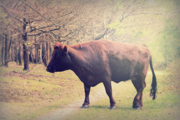Cows grazing in english woodland during spring