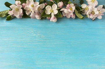 Fototapeta na wymiar Apple blossoms on a blue wooden background. Apple tree branch in bloom. Flowers at border of image with copy space for text. Top view.