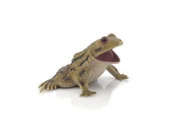 Frog on a white background. Isolated