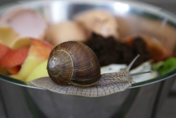 Biomüll