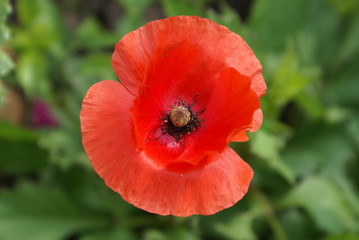 Fototapeta premium Kwiat maku