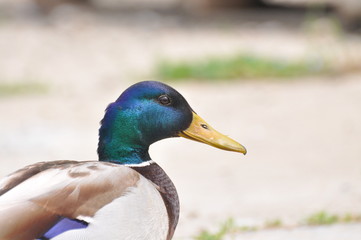 Duck - Mallard (Male), mallard, eurasian wild duck, Anas platyrhynchos