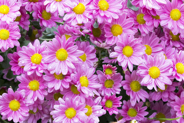 Fototapeta na wymiar Close up Garden of Blooming Violet Chrysanthemum Flowers