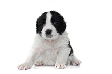 landseer puppy dog pure breed