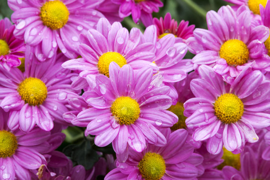 Close up Garden of Blooming Violet Chrysanthemum Flowers