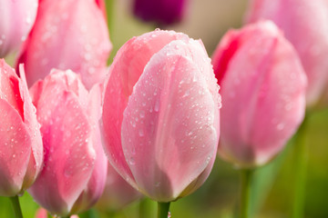 Pink tulips after rain with rain drops close-up