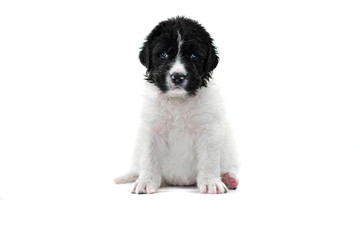 landseer puppy dog pure breed