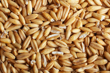 Oat groats
