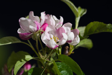 Fototapeta na wymiar Apple tree pink blossom - spring season