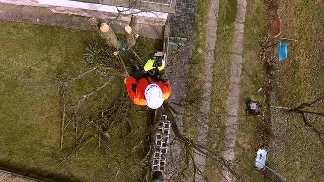 Lumberjack with saw and harness pruning a tree.