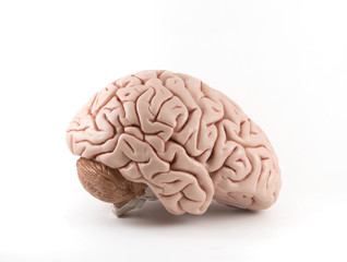 Brain model