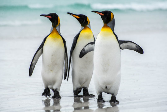 Three King Penguins on the beach