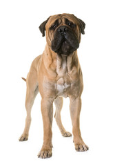 Obraz premium puppy bull mastiff