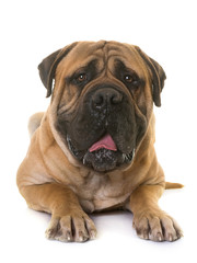 Obraz premium puppy bull mastiff