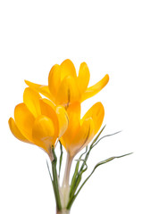 Naklejka premium Crocus flowers isolated on white