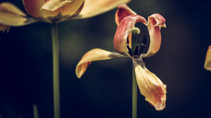 Im Reich der Tulpe