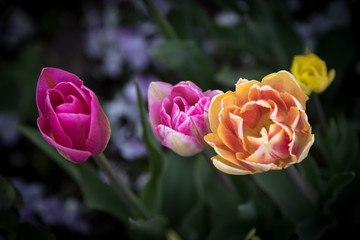 Im Reich der Tulpe
