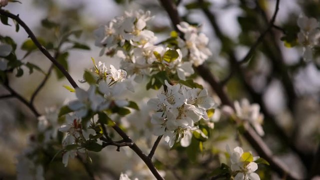 Video FHD. Flowering branches of fruit trees apricots, cherries, plums swaying in the wind in the garden in the spring