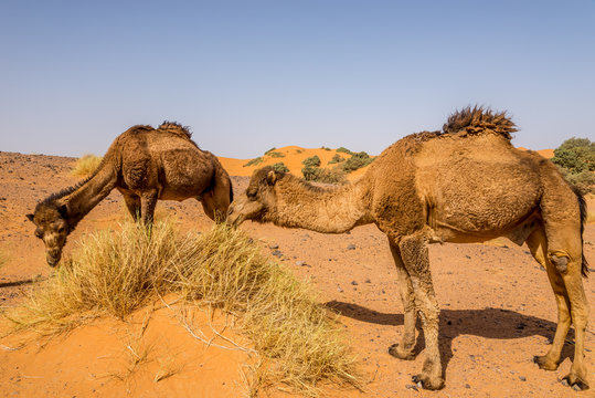 Wild camels in nature of Erg Chebbi area - Morocco