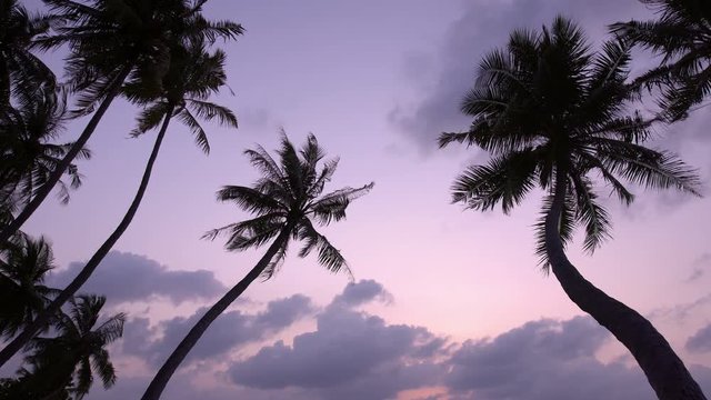 Sunset through coconut palm tree leaf silhouette