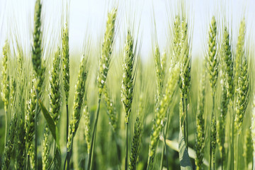 Green wheat close up. Wheat sprouts on sunny day. Green background with wheat.