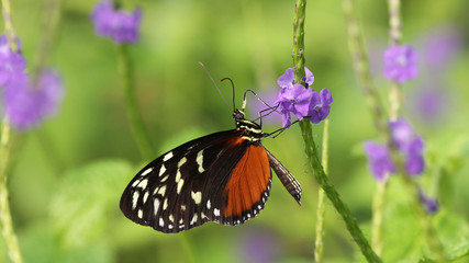 Tiger Longwing Butterfly