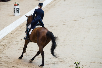 Dressage of horses. Rider back