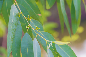 Eucalyptus leaves. branch eucalyptus tree nature background