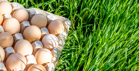 eggs. many eggs in trays on the grass
