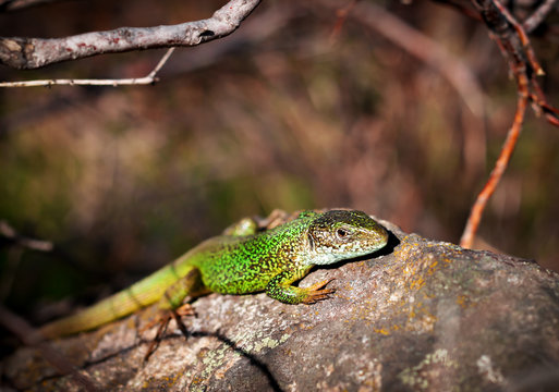 Lizard on a stone. The green lizard lies on a rock.