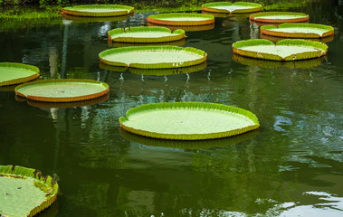  Lotus pan leafs in the pool.