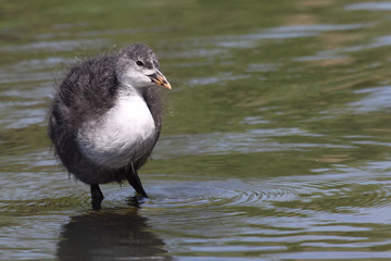 Coot Chick