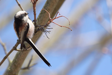 Long Tailed Tit