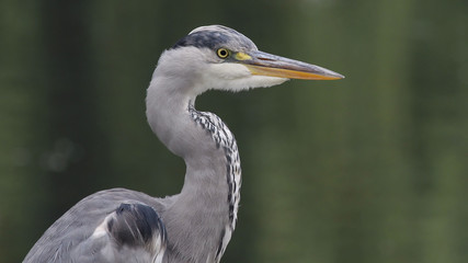 Heron