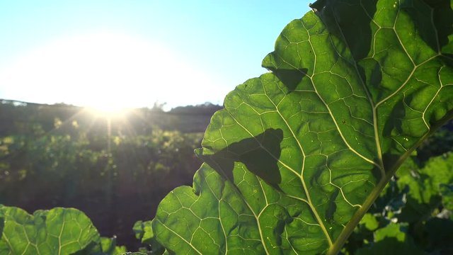 Big leaf of collard plant growing on a field in an organic farm at the sunset. This kind of cabbage is very typical of Galicia, an autonomous community in Spain.