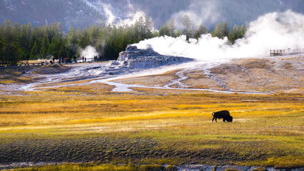 bison alone