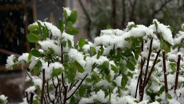 Anomalous Weather In The Spring. Snow Lies On Green Leaves Late Spring. Snow Falls On Green Fresh Leaves On The Tree On The Snowfall Background. Global Warming