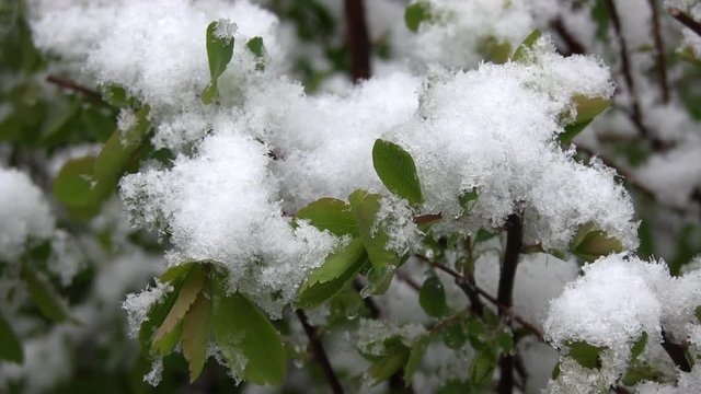 Anomalous Weather In The Spring. Snow Lies On Green Leaves Late Spring. Snow Falls On Green Fresh Leaves On The Tree On The Snowfall Background. Global Warming