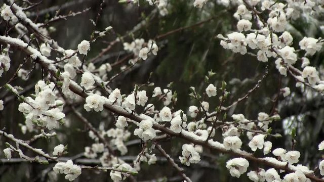 Anomalous Weather In The Spring. Snow Lies On Green Leaves Late Spring. Snow Falls On Green Fresh Leaves On The Tree On The Snowfall Background. Global Warming