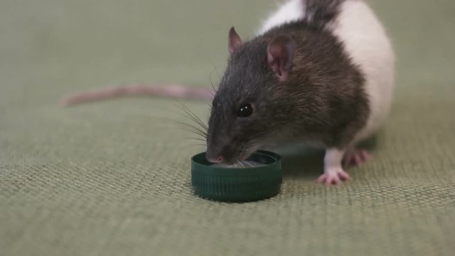 Rat drinks milk