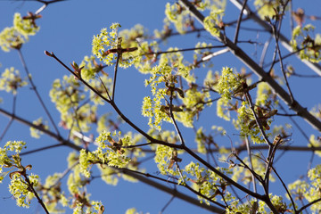 flowers maple