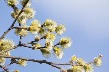 blooming willow