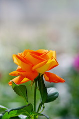オレンジ色の薔薇の花