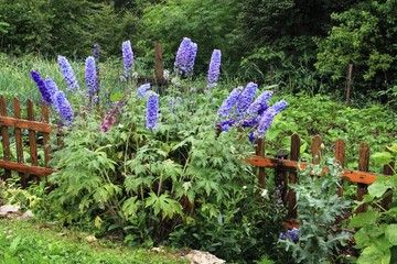 delphinium © Jacky Jeannet