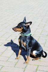 Fototapete bei efototapeten.de bestellen   