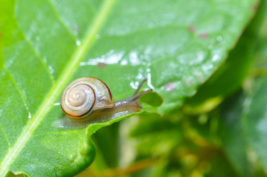 Little snail crawling on green leaf in garden in morning. Snail in the natural wetland habitats